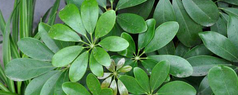 完全喜阴的室内植物 完全喜阴的室内植物