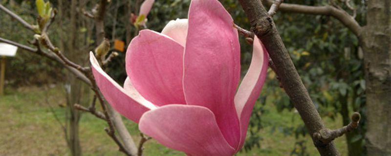 木兰花有哪些品种 木兰花有哪些品种
