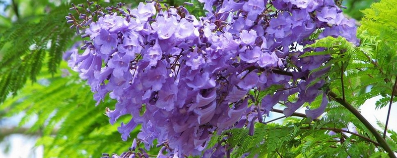 蓝花楹有哪些品种 蓝花楹有哪些品种