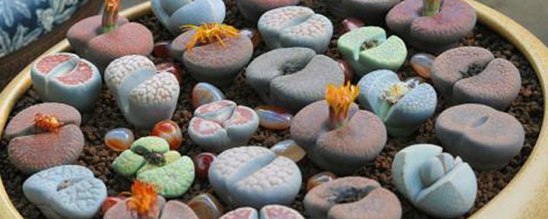 生石花有哪些品种 生石花有哪些品种
