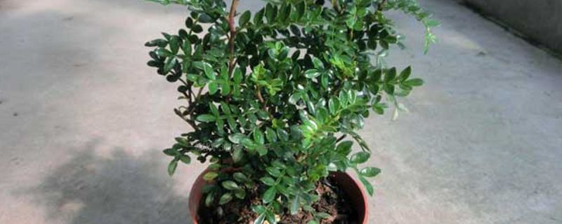 清香木有哪些品种 清香木有哪些品种