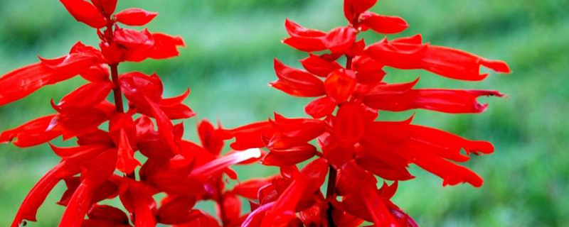 营口市花是什么 营口市花是什么