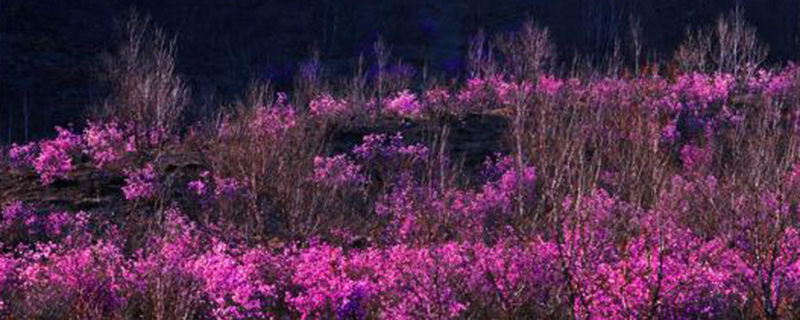 呼伦贝尔市花是什么