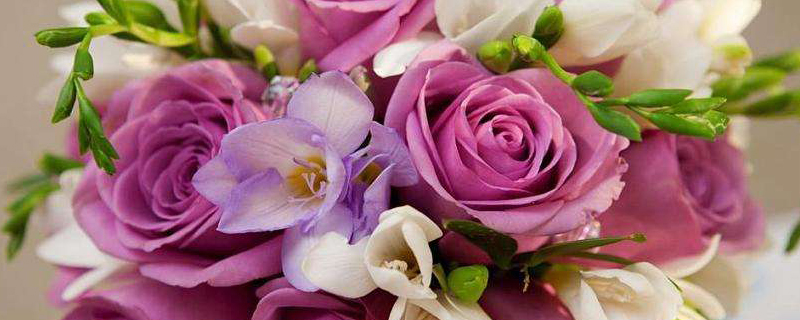 和田市花是什么