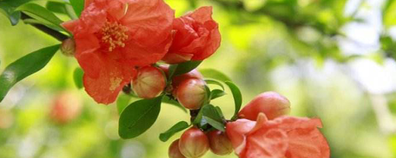 黄石市花是什么