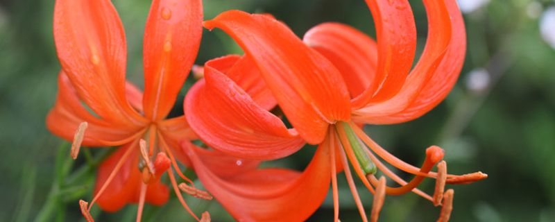 吕梁市花是什么