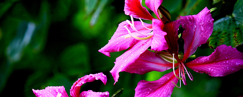 金昌市花是什么