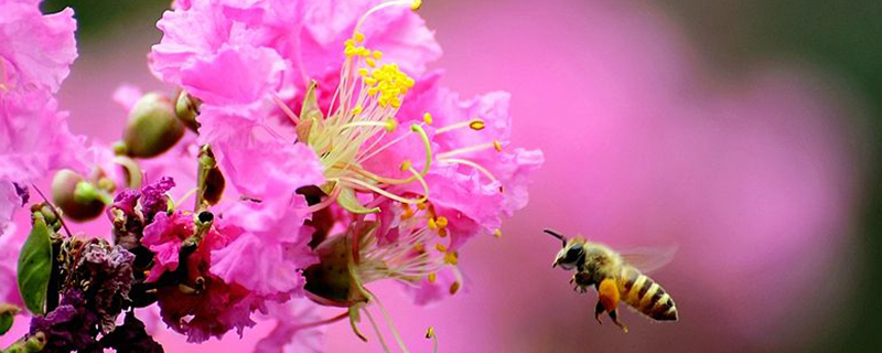 晋城市花是什么