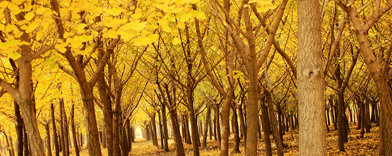 宿州市树是什么