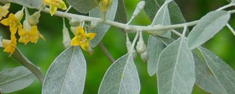 乌海市树是什么