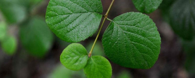 乌鲁木齐市树是什么