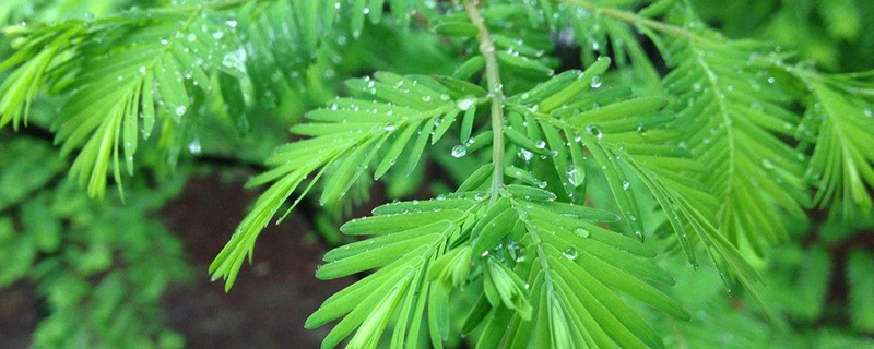 武汉市树是什么