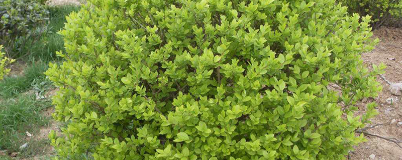 襄阳市树是什么