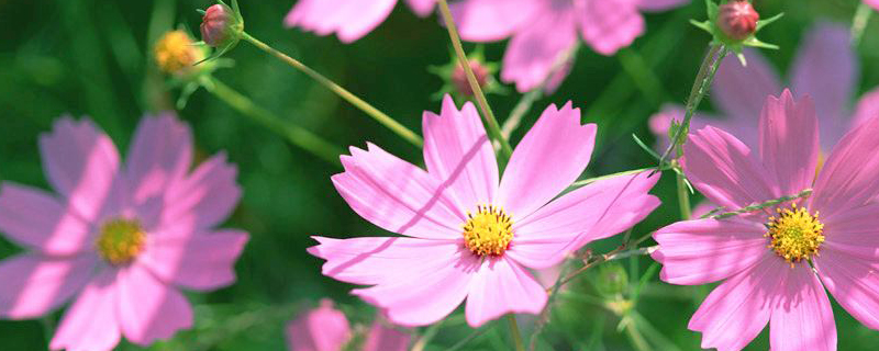 波斯菊花语 波斯菊花语