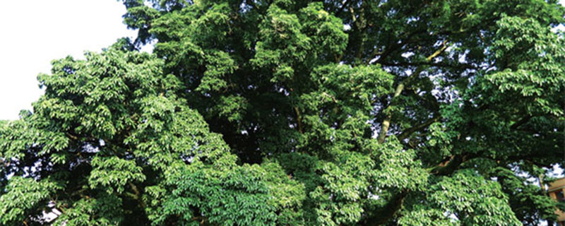 雅安市树是什么