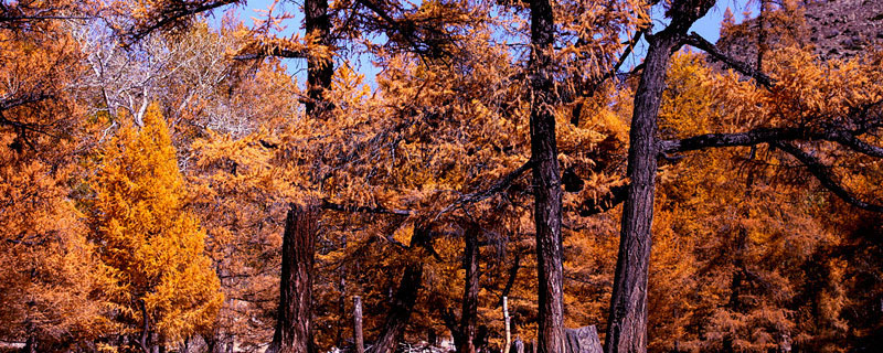 伊春市树是什么