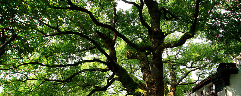 宜宾市树是什么