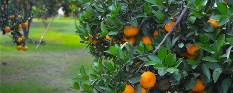 宜昌市树是什么