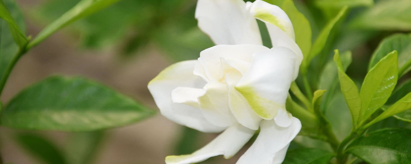 栀子花叶黄怎么办 栀子花叶黄怎么办