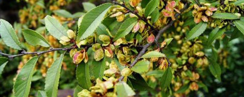 榆林市树是什么