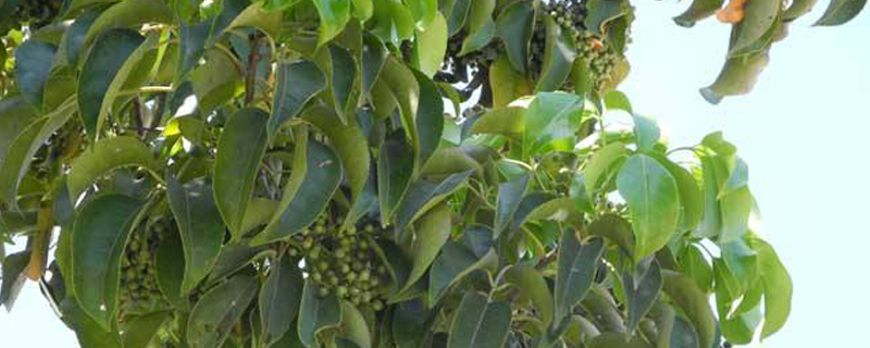 漳州市树是什么