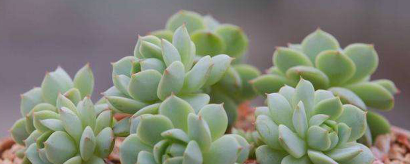 哪些多肉植物好养殖 哪些多肉植物好养殖