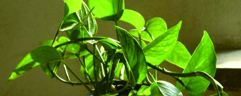 茶几上放什么植物漂亮