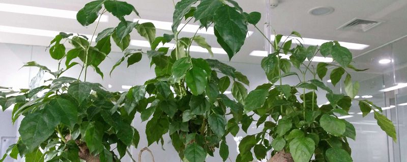 幸福树开花结果吗 幸福树开花结果吗