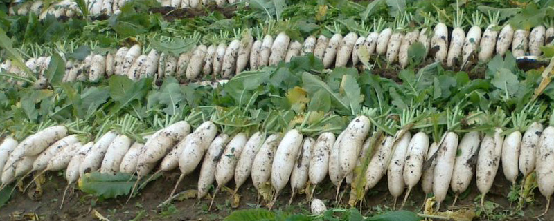 秋季种什么蔬菜 秋季种什么蔬菜