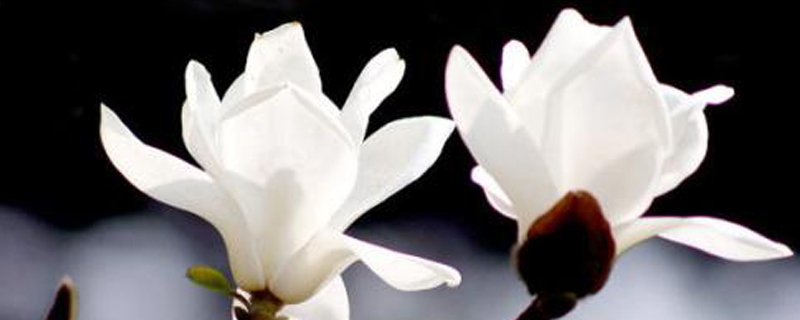 白玉兰花语 白玉兰花语