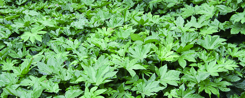 八角金盘是树还是植物