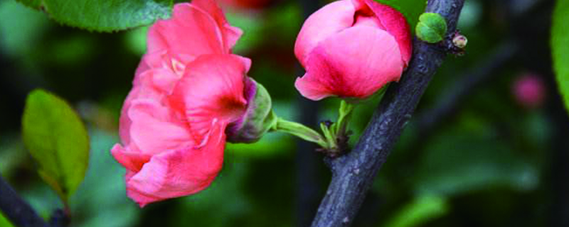 临沂市花是什么 临沂市花是什么