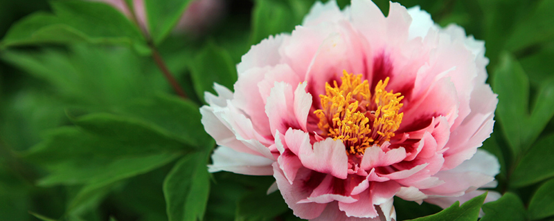 牡丹花什么季节移栽 牡丹花什么季节移栽