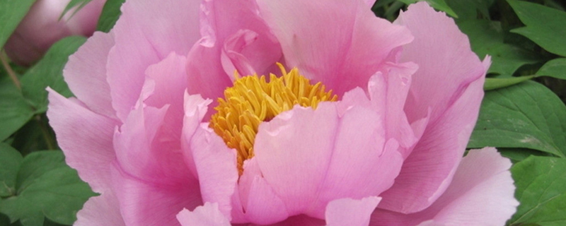 牡丹花什么季节种 牡丹花什么季节种