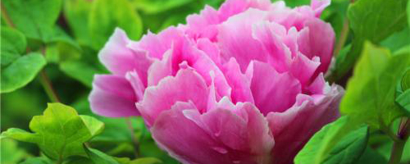 牡丹在什么季节开花 牡丹在什么季节开花