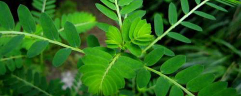 珍珠草几天浇一次水 珍珠草几天浇一次水