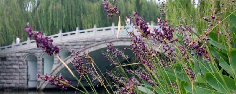 再力花几天浇一次水 再力花几天浇一次水