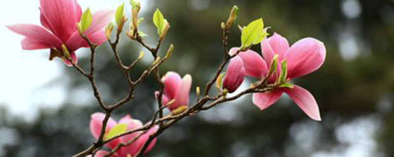 玉兰花几天浇一次水 玉兰花几天浇一次水