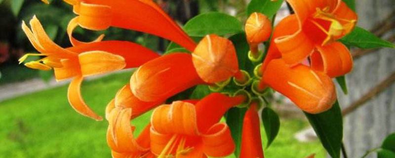 炮仗花有毒吗 炮仗花有毒吗