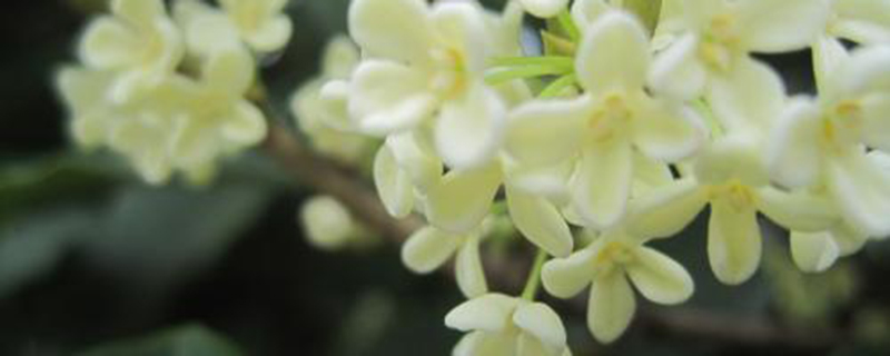 野桂花有毒吗 野桂花有毒吗