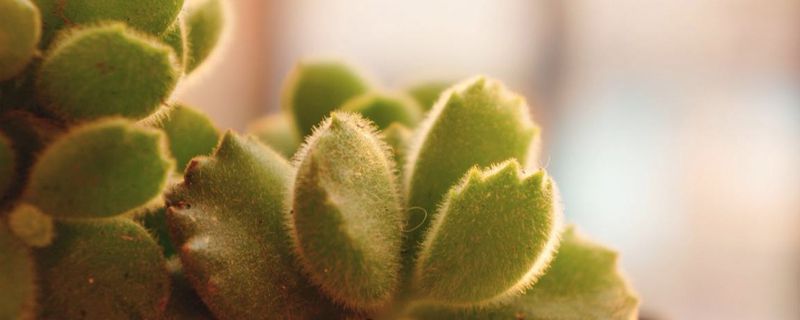 熊童子锦有毒吗 熊童子锦有毒吗