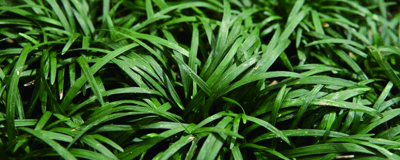 沿阶草有毒吗 沿阶草有毒吗