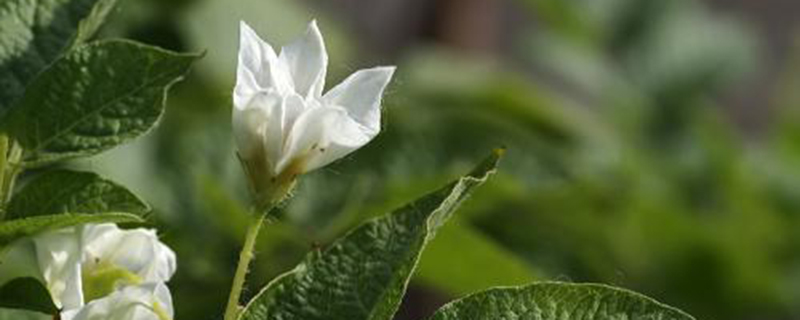 阳芋有毒吗 阳芋有毒吗