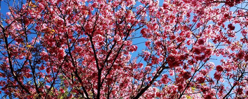 樱花几天浇一次水 樱花几天浇一次水