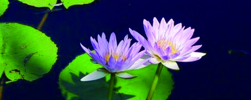 延药睡莲几天浇一次水 延药睡莲几天浇一次水