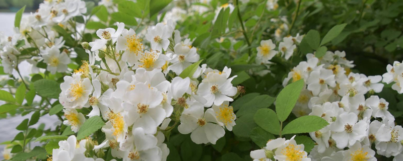 野蔷薇花几天浇一次水