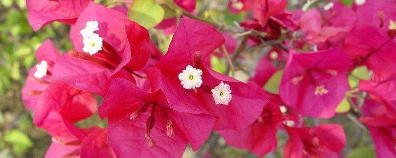 叶子花几天浇一次水 叶子花几天浇一次水