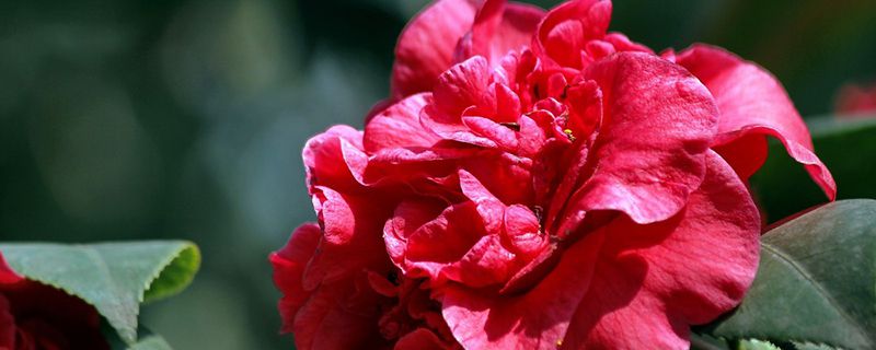 山茶花送给什么人 山茶花送给什么人