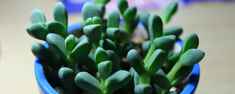 鹿角海棠什么时候开花 鹿角海棠什么时候开花
