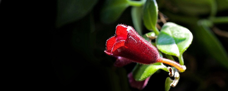 口红吊兰什么时候开花 口红吊兰什么时候开花